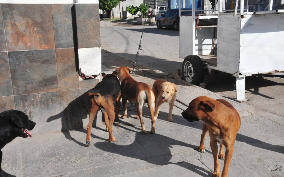 Greater than 30 thousand rabies vaccines arrive in La Laguna