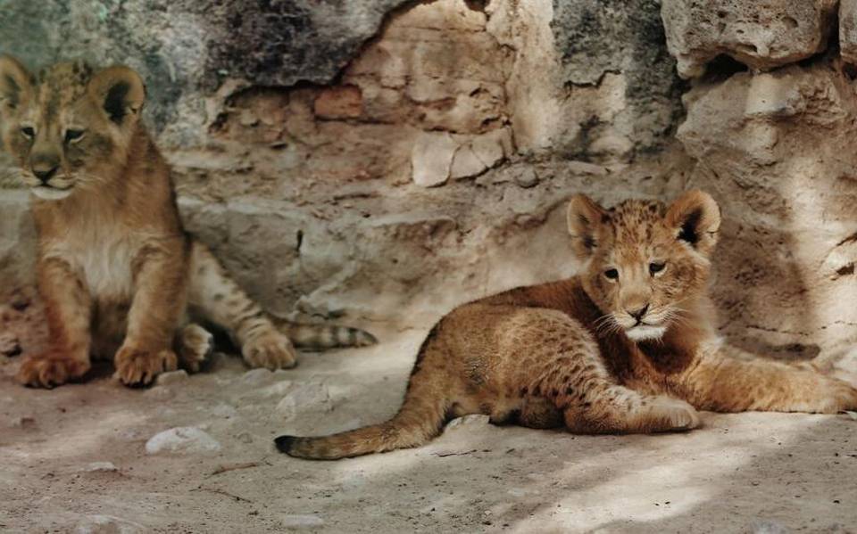 Llegan al zoológico de Durango 2 leones cachorros y una pareja de hienas -  El Sol de Durango | Noticias Locales, Policiacas, sobre México, Durango y  el Mundo
