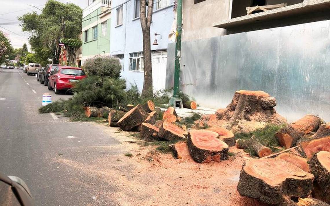 Derribo de árboles necesita un permiso especial: Francisco Franco - El Sol  de Durango | Noticias Locales, Policiacas, sobre México, Durango y el Mundo