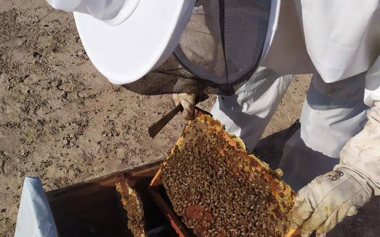 Pierde CDMX colmenas de abejas por crecimiento urbano - El Sol de México