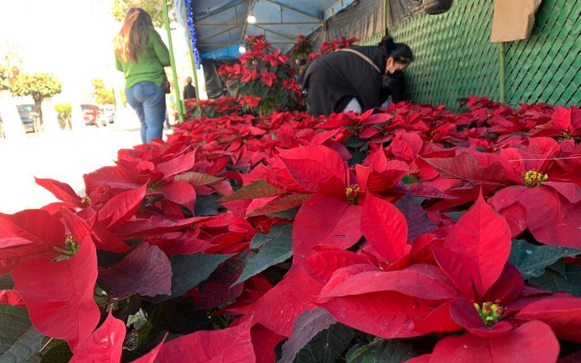 En Gómez Palacio productores de nochebuena se preparan para la cosecha - El  Sol de Durango | Noticias Locales, Policiacas, sobre México, Durango y el  Mundo