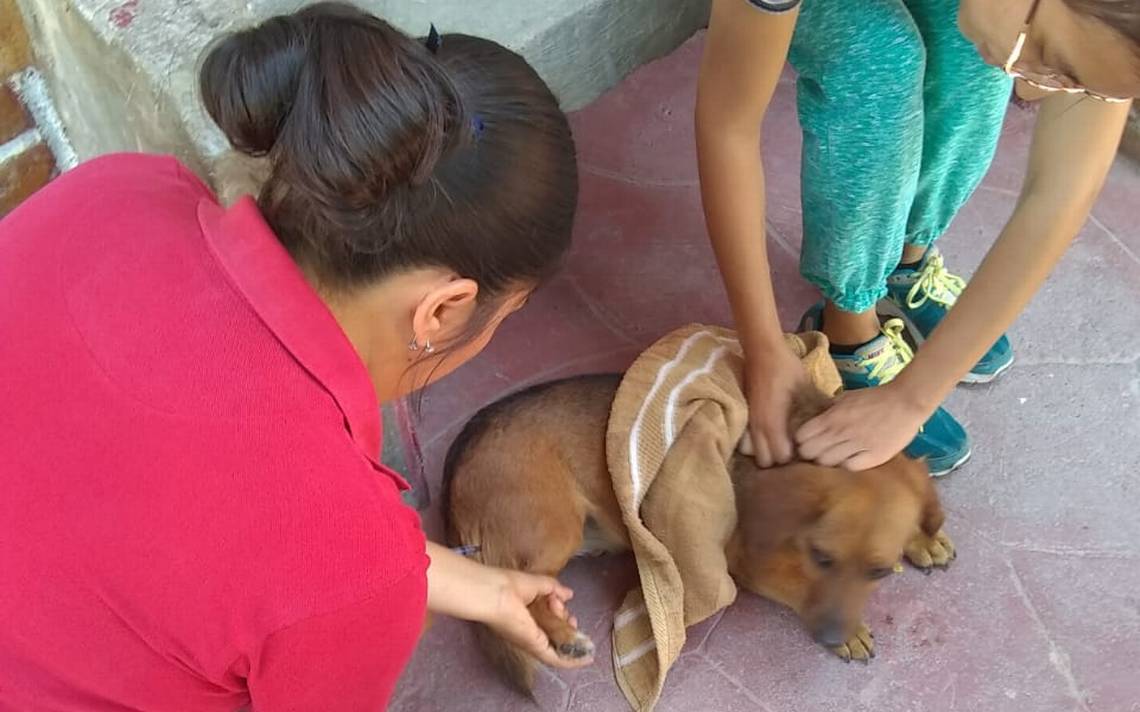 Anti-Rabies Vaccination Campaign in Poanas, Durango 2023: Hundreds of Pets Successfully Vaccinated