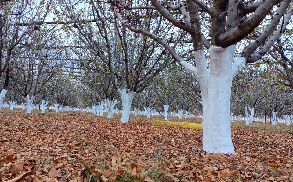 70% de los fruticultores canatlenses realizan encalado del manzano - El Sol  de Durango | Noticias Locales, Policiacas, sobre México, Durango y el Mundo