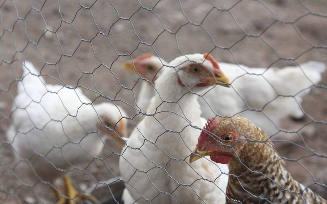 They rule out bird flu in Laguna – El Sol de Durango