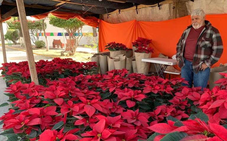 Incrementan ventas de flor de nochebuena en Gómez Palacio, Durango - El Sol  de Durango | Noticias Locales, Policiacas, sobre México, Durango y el Mundo