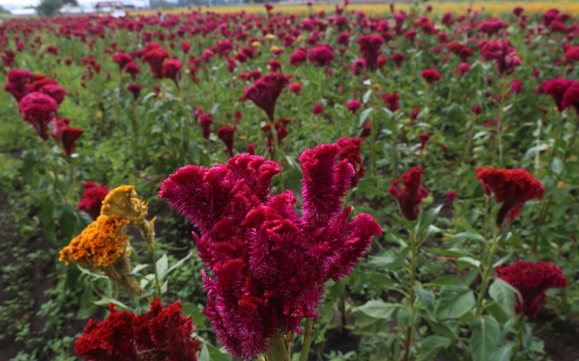 Bajó 50% cultivo de flores en Lerdo - El Sol de Durango | Noticias Locales,  Policiacas, sobre México, Durango y el Mundo