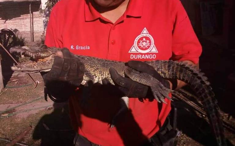 Ah pa´ animalitos!, primero fue un tigre, ahora aseguran cocodrilo en  Durango - El Sol de Durango | Noticias Locales, Policiacas, sobre México,  Durango y el Mundo