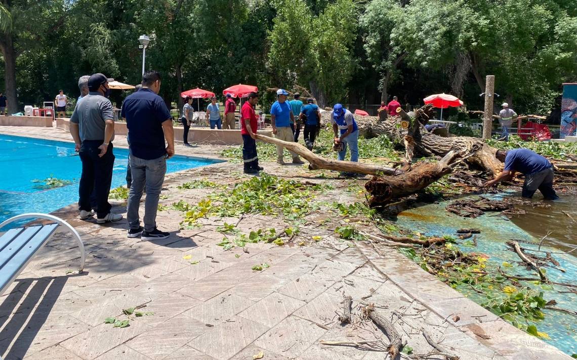 Resultan 6 heridos al caer árbol en Club Campestre de Gómez Palacio - El  Sol de Durango | Noticias Locales, Policiacas, sobre México, Durango y el  Mundo