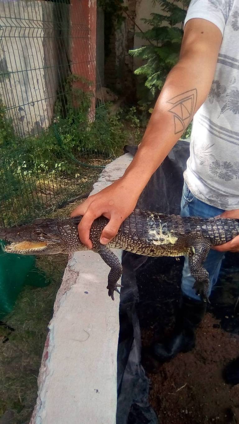 Ah pa´ animalitos!, primero fue un tigre, ahora aseguran cocodrilo en  Durango - El Sol de Durango | Noticias Locales, Policiacas, sobre México,  Durango y el Mundo