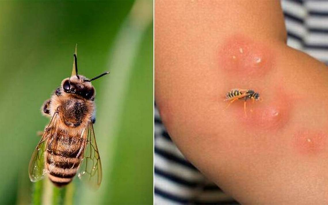 Durango Enjambre De Abejas Ataca A Hermanos Uno Muri Guadalupe Victoria El Sol De Durango